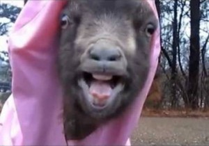 kambing istana hilang (balya nur)