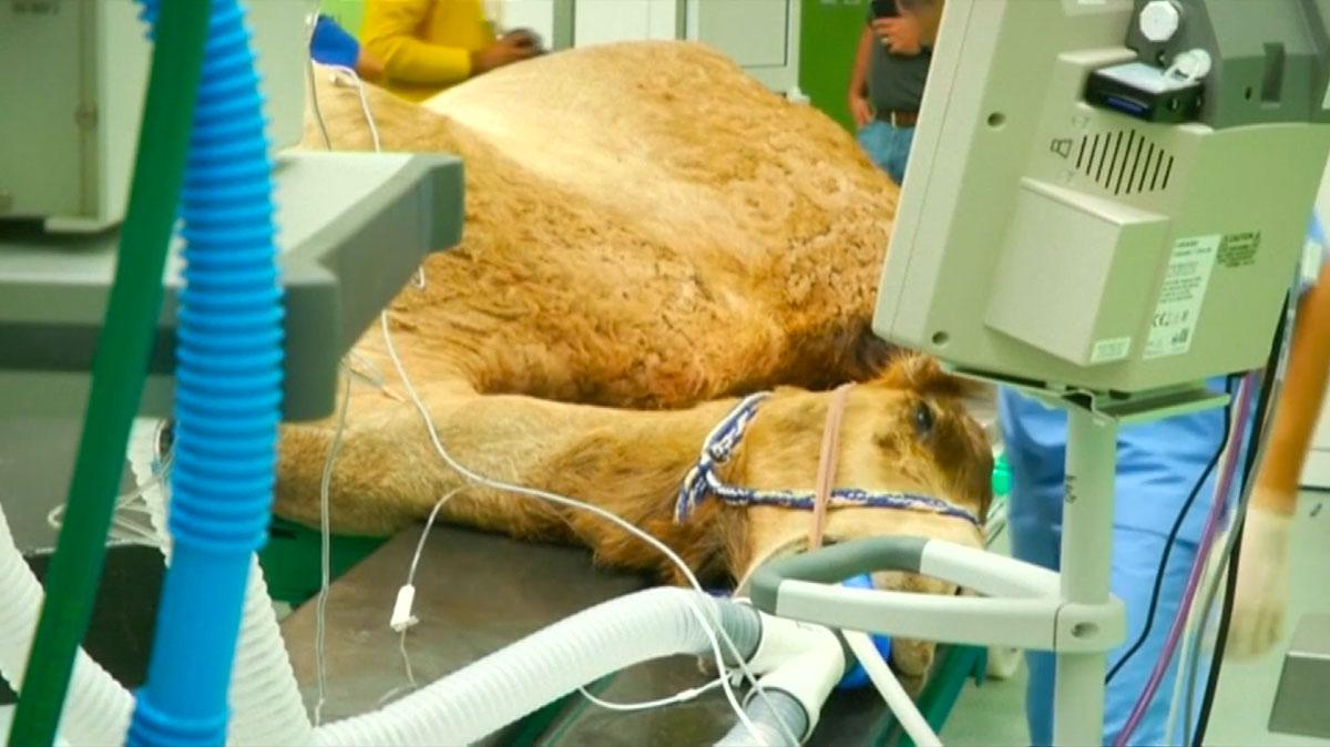 Rumah Sakit Khusus Unta Pertama di Dunia Camel Hospital